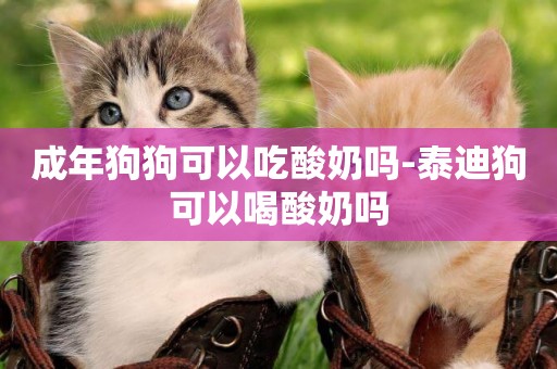 成年狗狗可以吃酸奶嗎-泰迪狗可以喝酸奶嗎