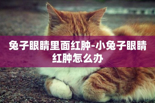 兔子眼睛里面紅腫-小兔子眼睛紅腫怎么辦