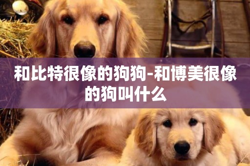 和比特很像的狗狗-和博美很像的狗叫什么