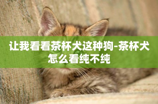 讓我看看茶杯犬這種狗-茶杯犬怎么看純不純