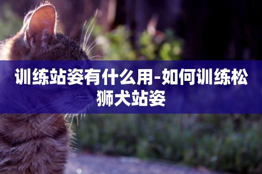 訓練站姿有什么用-如何訓練松獅犬站姿