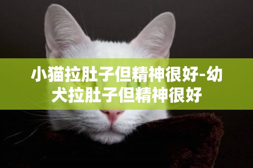 小貓拉肚子但精神很好-幼犬拉肚子但精神很好