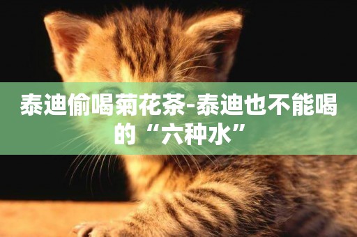 泰迪偷喝菊花茶-泰迪也不能喝的“六種水”
