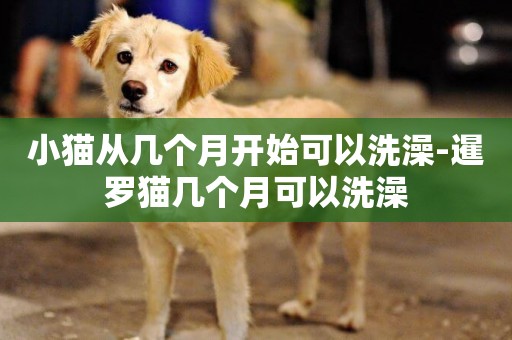 小貓從幾個月開始可以洗澡-暹羅貓幾個月可以洗澡