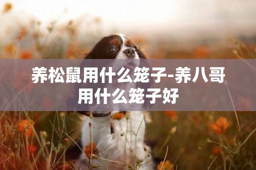 養松鼠用什么籠子-養八哥用什么籠子好