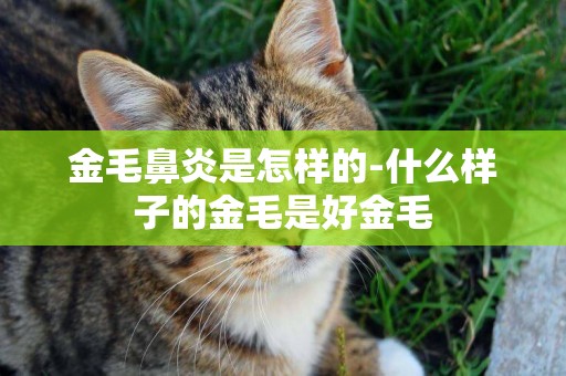 金毛鼻炎是怎樣的-什么樣子的金毛是好金毛