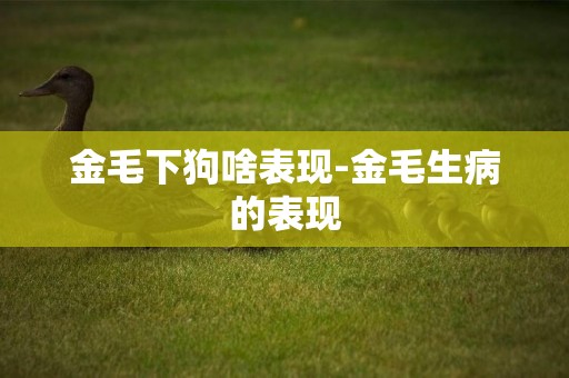 金毛下狗啥表現-金毛生病的表現