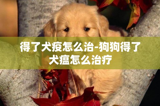 得了犬疫怎么治-狗狗得了犬瘟怎么治療