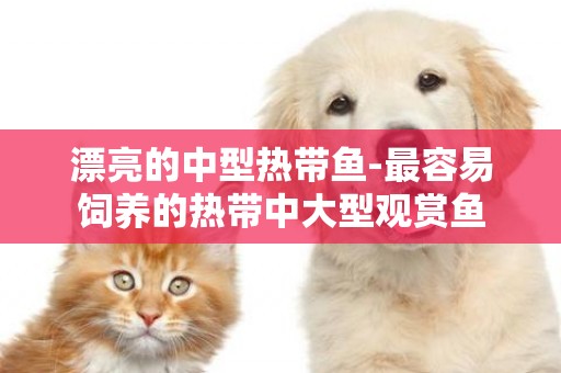 漂亮的中型熱帶魚-最容易飼養的熱帶中大型觀賞魚