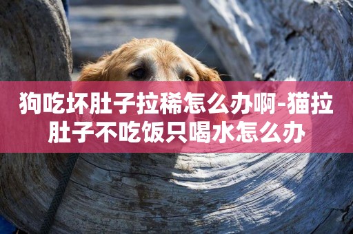 狗吃壞肚子拉稀怎么辦啊-貓拉肚子不吃飯只喝水怎么辦