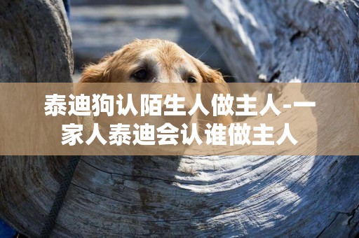 泰迪狗認陌生人做主人-一家人泰迪會認誰做主人