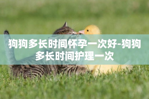 狗狗多長時間懷孕一次好-狗狗多長時間護理一次