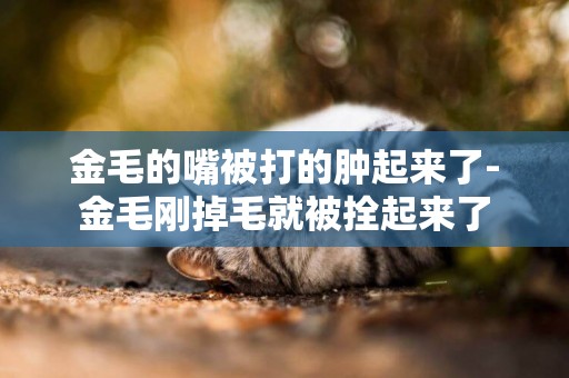 金毛的嘴被打的腫起來了-金毛剛掉毛就被拴起來了
