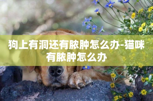 狗上有洞還有膿腫怎么辦-貓咪有膿腫怎么辦