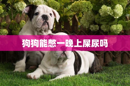狗狗能憋一晚上屎尿嗎