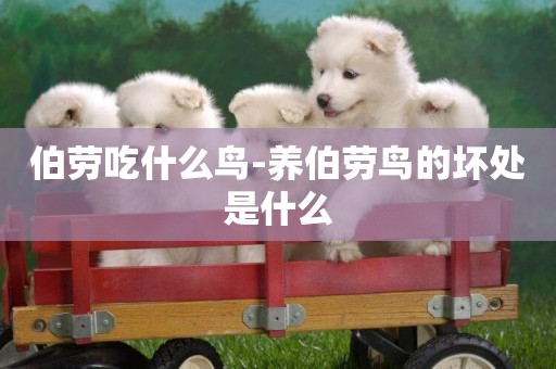 伯勞吃什么鳥-養伯勞鳥的壞處是什么
