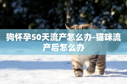狗懷孕50天流產怎么辦-貓咪流產后怎么辦