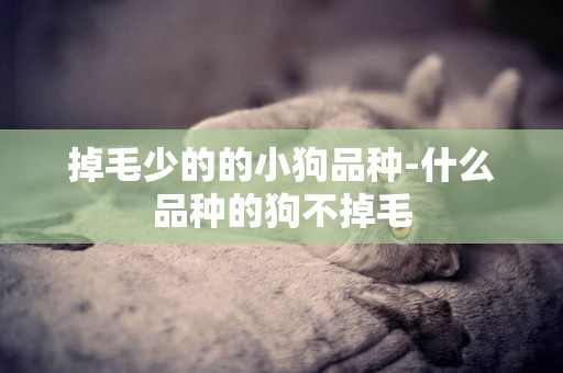 掉毛少的的小狗品種-什么品種的狗不掉毛