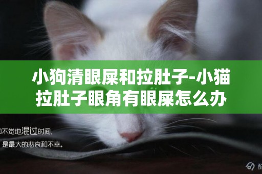 小狗清眼屎和拉肚子-小貓拉肚子眼角有眼屎怎么辦