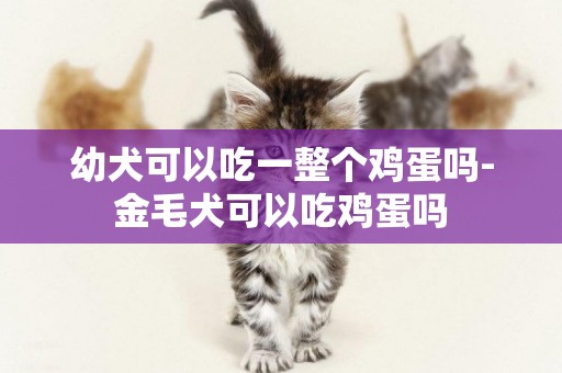 幼犬可以吃一整個雞蛋嗎-金毛犬可以吃雞蛋嗎