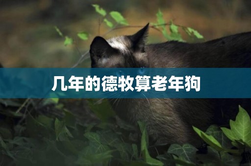幾年的德牧算老年狗