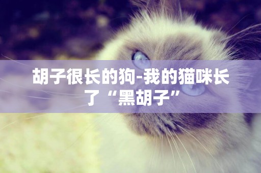 胡子很長的狗-我的貓咪長了“黑胡子”