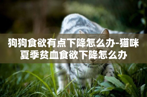 狗狗食欲有點下降怎么辦-貓咪夏季貧血食欲下降怎么辦