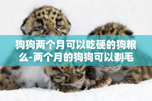 狗狗兩個月可以吃硬的狗糧么-兩個月的狗狗可以剃毛嗎