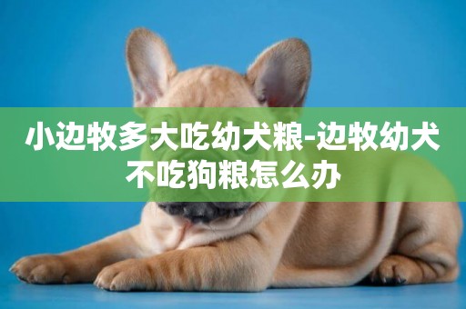 小邊牧多大吃幼犬糧-邊牧幼犬不吃狗糧怎么辦