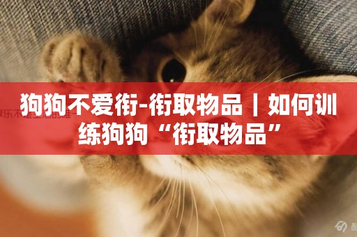 狗狗不愛銜-銜取物品｜如何訓練狗狗“銜取物品”