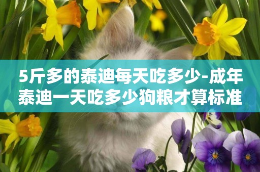 5斤多的泰迪每天吃多少-成年泰迪一天吃多少狗糧才算標準
