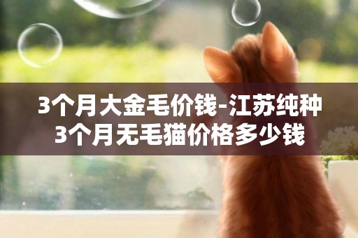 3個月大金毛價錢-江蘇純種3個月無毛貓價格多少錢