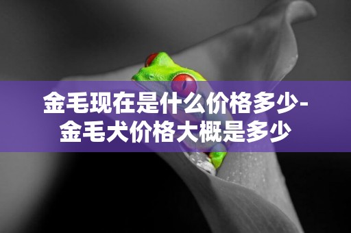 金毛現在是什么價格多少-金毛犬價格大概是多少