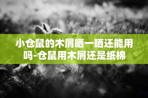 小倉鼠的木屑曬一曬還能用嗎-倉鼠用木屑還是紙棉