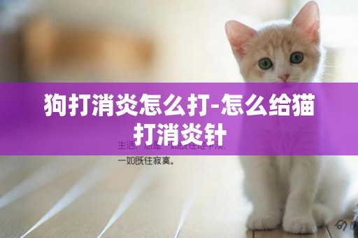 狗打消炎怎么打-怎么給貓打消炎針