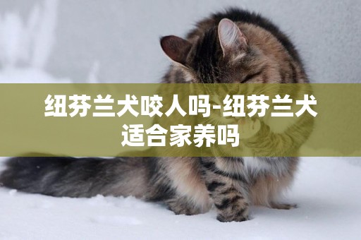 紐芬蘭犬咬人嗎-紐芬蘭犬適合家養嗎