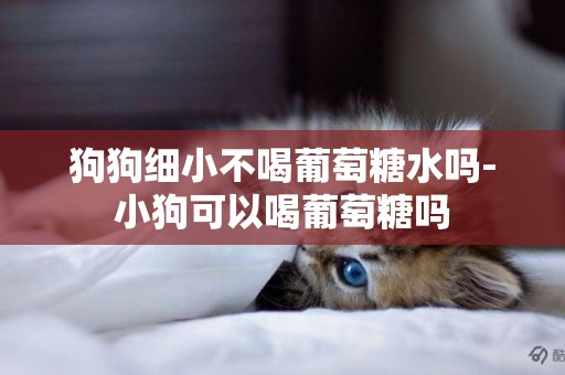 狗狗細小不喝葡萄糖水嗎-小狗可以喝葡萄糖嗎