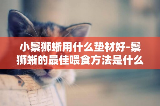 小鬃獅蜥用什么墊材好-鬃獅蜥的最佳喂食方法是什么