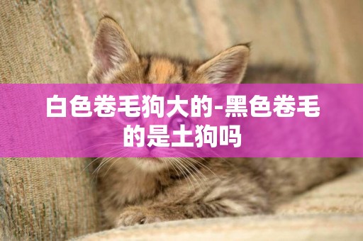 白色卷毛狗大的-黑色卷毛的是土狗嗎