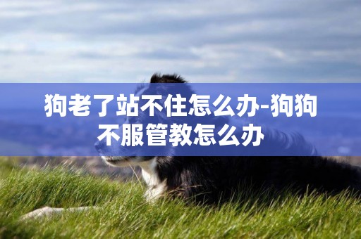 狗老了站不住怎么辦-狗狗不服管教怎么辦