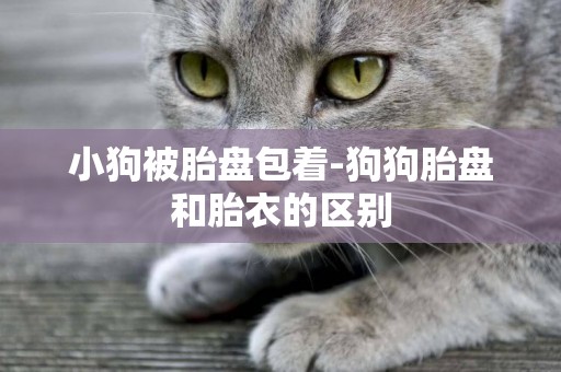 小狗被胎盤包著-狗狗胎盤和胎衣的區別