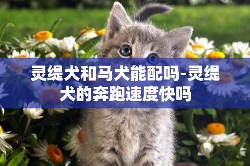 靈緹犬和馬犬能配嗎-靈緹犬的奔跑速度快嗎