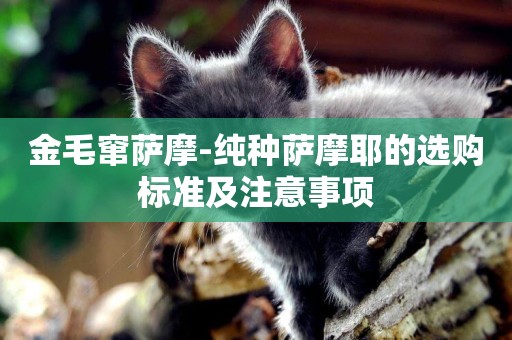 金毛竄薩摩-純種薩摩耶的選購標準及注意事項