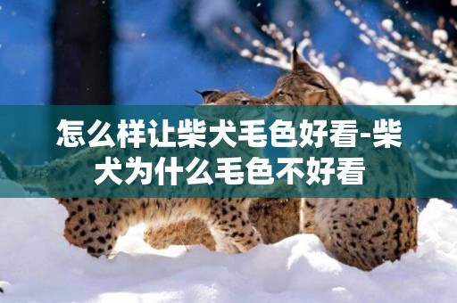 怎么樣讓柴犬毛色好看-柴犬為什么毛色不好看