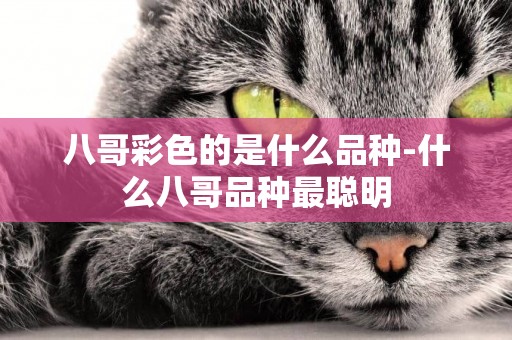 八哥彩色的是什么品種-什么八哥品種最聰明