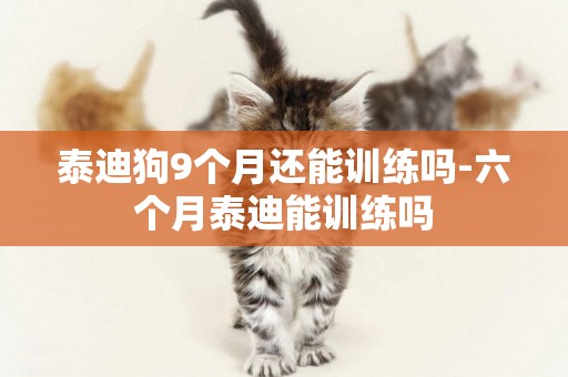 泰迪狗9個月還能訓練嗎-六個月泰迪能訓練嗎