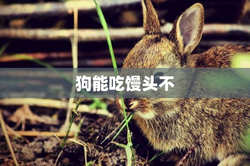 狗能吃饅頭不