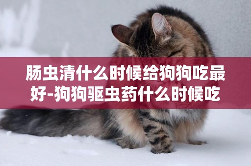 腸蟲清什么時候給狗狗吃最好-狗狗驅蟲藥什么時候吃最好