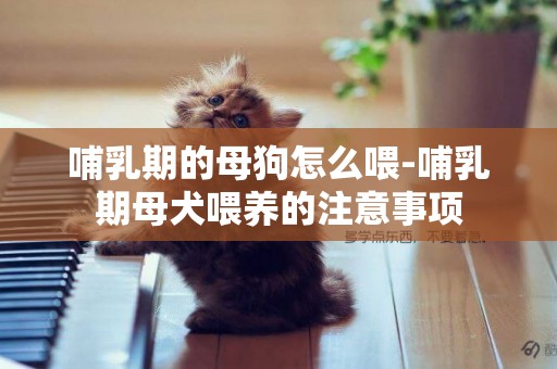 哺乳期的母狗怎么喂-哺乳期母犬喂養的注意事項