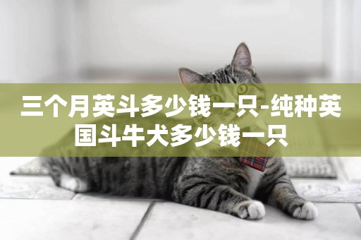 三個月英斗多少錢一只-純種英國斗牛犬多少錢一只